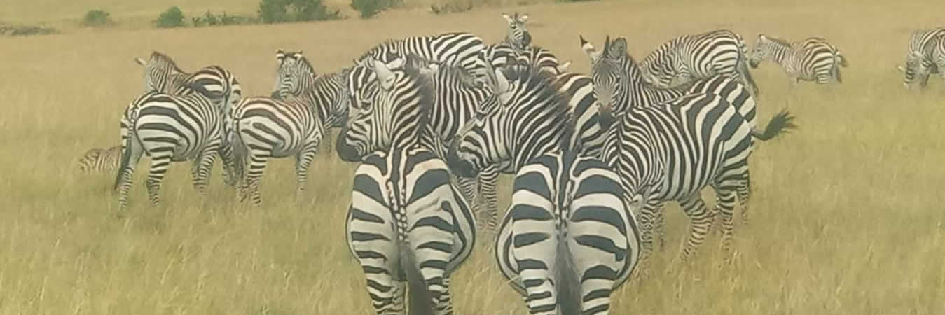 family holiday safaris kenya tours
