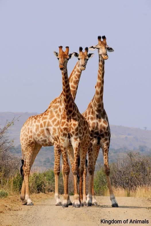 7 Days Kenya and Tanzania Combined Safari