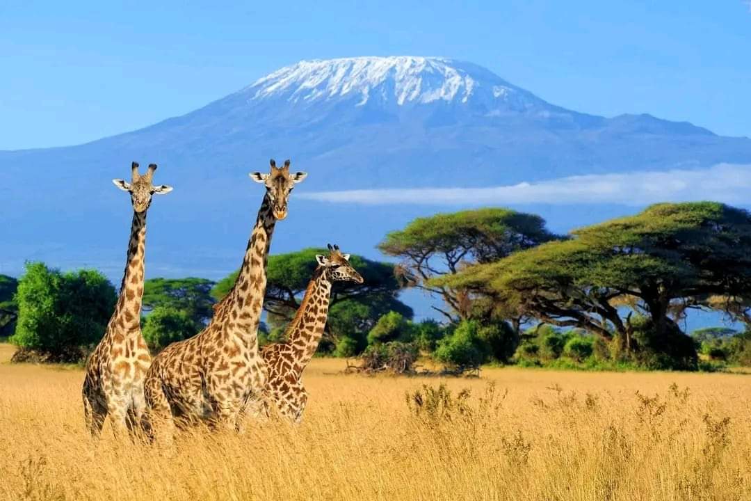 5 Days Amboseli and Maasai Mara Lodge Safari