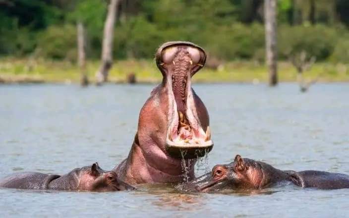 6 Days Lake Victoria and Cultural Immersion